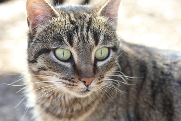 Fototapeta premium portrait of a stray tabby cat