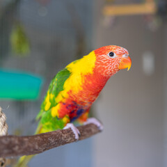 Double factor pied lorikeet perched on branch in aviary