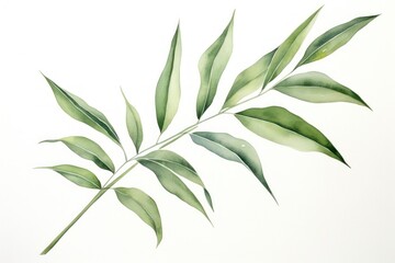 Plant herbs leaf cannabis.