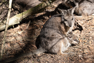 the tammar wallaby has a joey in its pouch