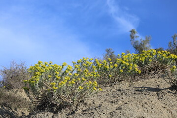 Daphne sericea is a shrubby wild plant with purple flowers