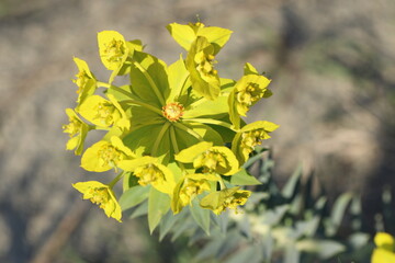 Daphne sericea is a shrubby wild plant with purple flowers
