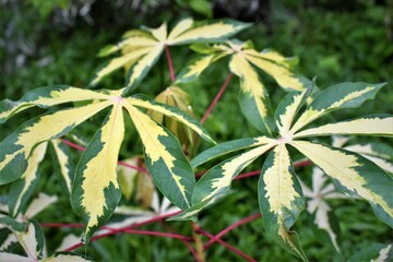 manihot esculenta yellow variegated photo