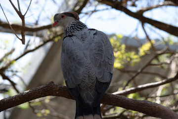 this is a close up of a topknot pigeon