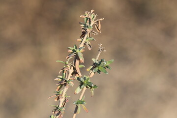 close up of branch of Plocama calabrica, commonly known as Stinking Madder