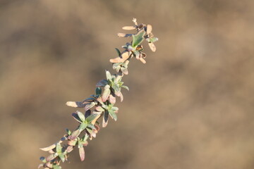 close up of branch of Plocama calabrica, commonly known as Stinking Madder