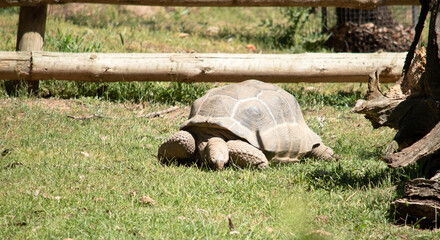Naklejka premium the aldabra tortoise is eating grass