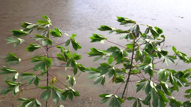 Cassava tree leaves blown by the wind.