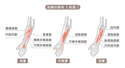 前腕の骨格と主な筋肉のシンプルな図説イラスト