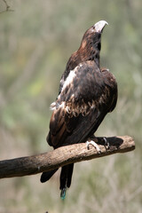the wedge tailed eagle is sitting on a perch