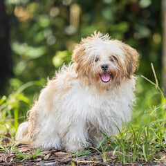 Matted white and tan Maltese in bushland