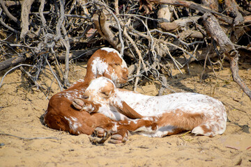 Obraz premium Sleeping beauties in cholistan, young goat pair, lamb