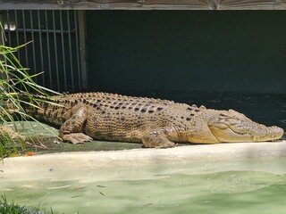 Crocodile