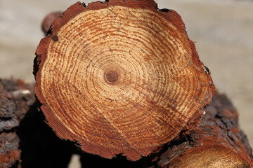 close-up of cross section of turkish pine tree trunk