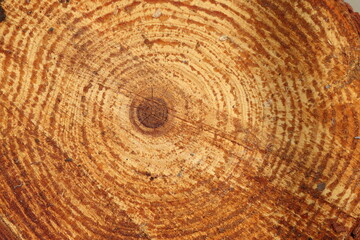 close-up of cross section of turkish pine tree trunk