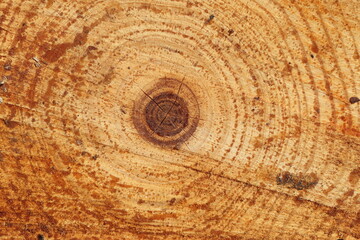 Naklejka premium close-up of cross section of turkish pine tree trunk