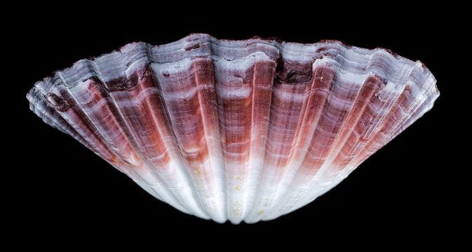 Pecten jacobaeus scallop shell on black background