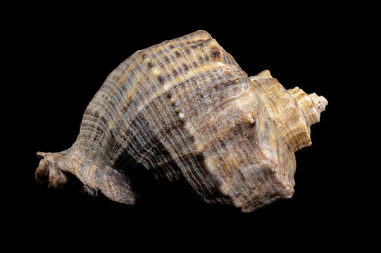 Rapana venosa seashell on black background