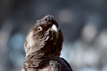 this is a close up of a white tailed black cockatoo