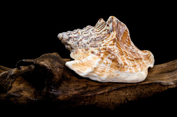 Lobatus raninus seashell on driftwood black background