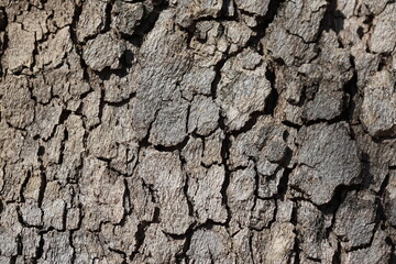 close up of bark texture of plane tree