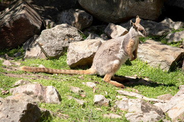 this is a side view of a yellow footed rock wallaby
