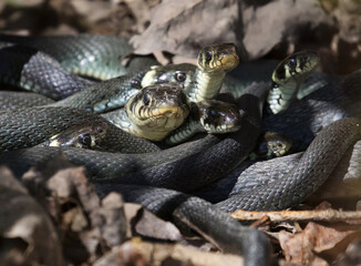 Close up at a Grass snakes curled up stock photo stock photo