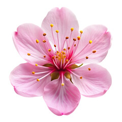 Fototapeta premium Beautiful Pink Almond Blossom Flower Spring Nature soft bloom petal plant fresh macro 