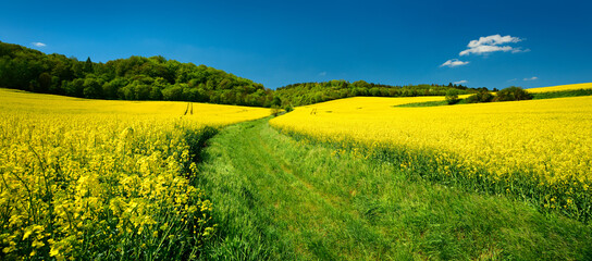 Farm Track through Fields in Spring, Landscape with Rapeseed in Bloom under blue sky