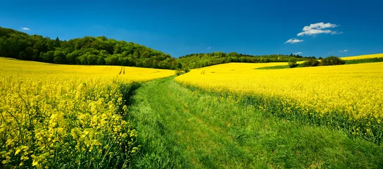 Selbstklebende Fototapeten Farm Track through Fields in Spring, Landscape with Rapeseed in Bloom under blue sky © AVTG