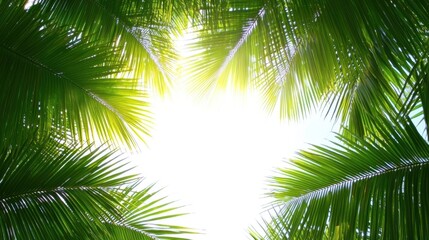 Fototapeta premium Sunlight Filtering Through Lush Green Palm Leaves Above View