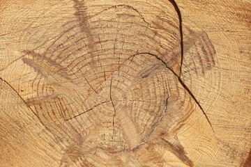 Naklejka premium close-up of cross section of tree trunk