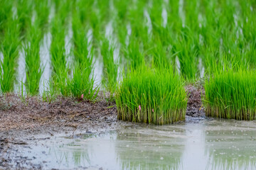 Obraz premium Pink Snail eggs laid on rice seedlings, harmful creatures