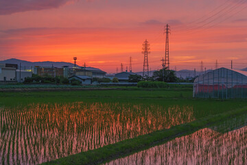 sunset over the rice fields with beautiful sky and clouds	