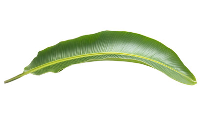 Fototapeta premium Plant leaves green nature tropical forest on transparent background