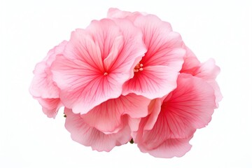 Pink flower petal plant rose.