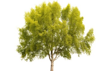 White Poplar plant tree white background.