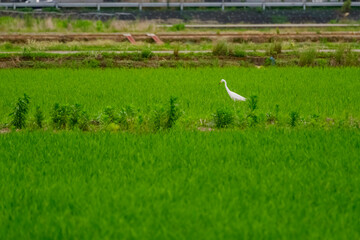 Fototapeta premium Ardea alba (white heron) searching for food in terraced rice paddies 