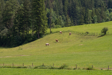 Fototapeta premium Cows graze in the mountains of Bauria on a beautiful green meadow.
