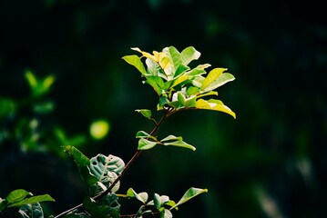 close up of a flower