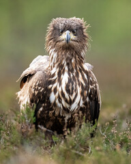 White-tailed eagle portrait in the forest