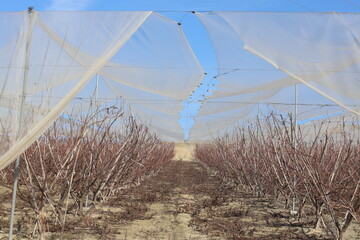 Pruned peach trees in an orchard, safeguarded with protective netting against birds and hail