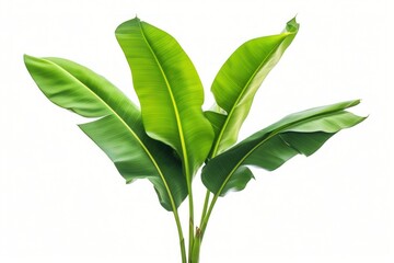 Tropical plant leaf white background.