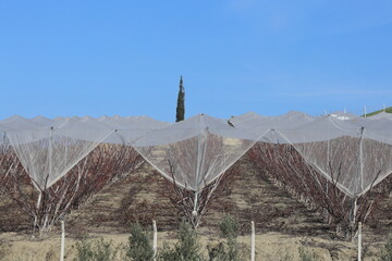 Pruned peach trees in an orchard, safeguarded with protective netting against birds and hail