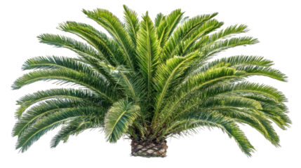 Palm tree on transparent background 