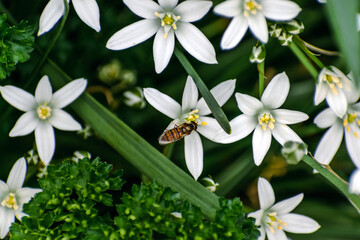 Ornithogalum umbellatum, ornamental garden flower