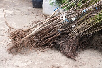 Seedlings of young fruit trees and shrubs with roots lie on the garden path in the plant nursery in the spring during the sale period