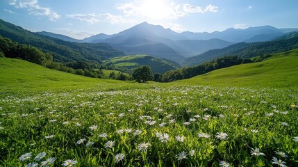 Sunny mountain meadow wildflowers, idyllic landscape