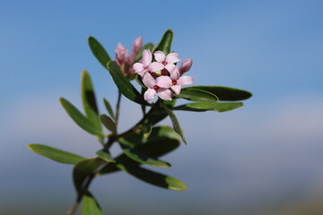 Obraz premium Daphne sericea is a shrubby wild plant with purple flowers