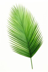 Obraz premium Coconut palm leaf green plant tree.